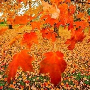 Meet your Posher, Nancie